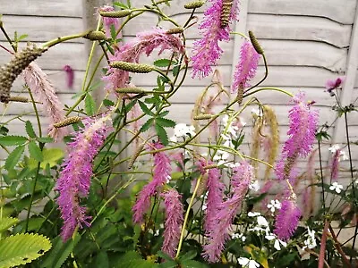 £7 • Buy Sanguisorba Lilac Squirrel Plant