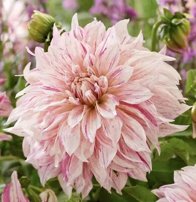 1 X Garden Cottage Tuberous Dahlia Café Au Lait Twist Flower Plant In 1L Pot • £12.99