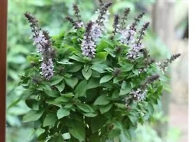 £4.50 • Buy 3 X Basil  Mini   Plug Plants Herbs Choice Of Varieties Pre Order Free Postage
