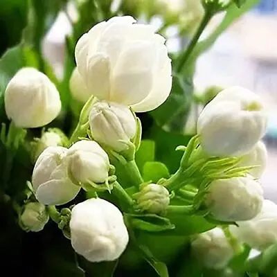 100+ Climbing Jasmine Flower Seeds Fragrant Plant For Planting Garden Home  • £13.90