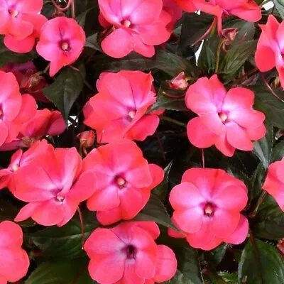 ×6 Med Impatiens New Guinea Harmony Dark Pink Plug Plants Patio Garden Flowers • £9.99