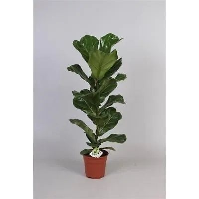 Ficus Lyrata House Plant In 17cm Pot Around 60cm Tall. Fiddle Leaf Fig • £25.99
