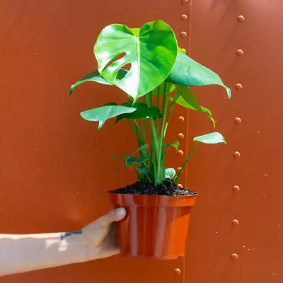 Monstera Deliciosa Tropical Split Leaf Plant In 6  Inch Pot | Indoor And Outdoor • $23.95