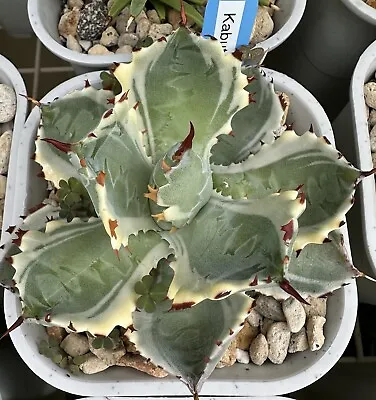 Agave Isthmensis KABUTOGANI VARIEGATED  In 16cm Pot • $120