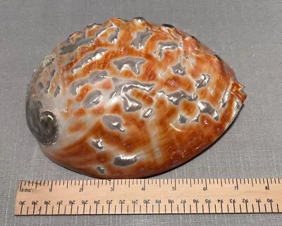 XL Polished Abalone Marine Beach Paua Orange White Pearl Shell 8” • $15.99