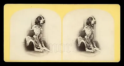 Beautiful 1800s Stereoview Photo Of An ENGLISH POINTER Dog • $219.45