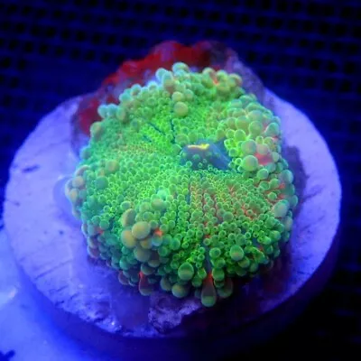 Green Yuma Mushroom Coral WYSIWYG IC 3440 - Indigo Corals • $28
