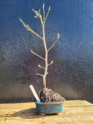 Magnolia Stellata Shohin Bonsai Tree  In Ceramic Pot  Pre-bonsai 1 • £38.99