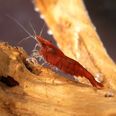 10 (+1 DOA) Fire Red Cherry Shrimp (Heat Pack Included) • $25