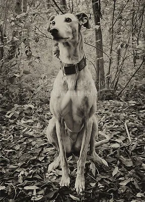 £3.50 • Buy Lurcher Greeting Card Notelet Greyhound Whippet Dog Brindle Sighthound Christmas