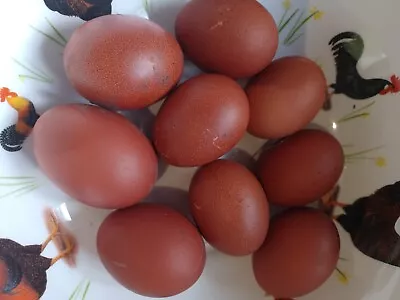 6x Copper Maran Fertile Chicken Eggs For Hatching • £18