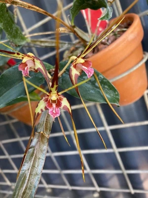 $50 • Buy Orchid Plant 0394. Dendrobium Tetragonum Var Melaleucaphyllum  X Sib X 2 Nice Pl