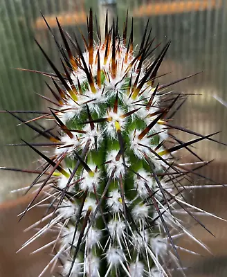 FRESH CACTUS SEED X5 Eulychnia Saint-Pieana Seeds • £2.49