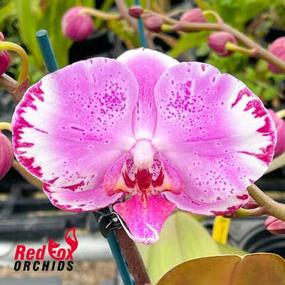 $34.50 • Buy RFO Phalaenopsis Brother You