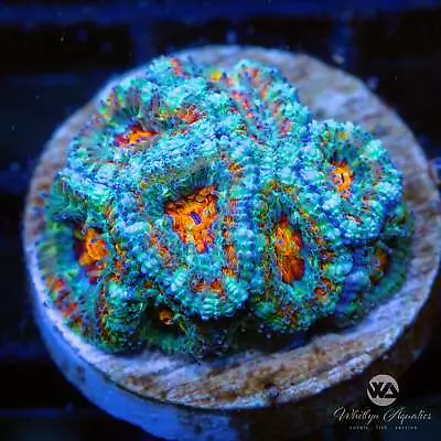 WA Minty OJ Acan - Live Coral Frag • $65.99