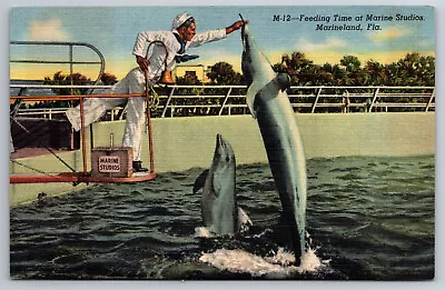 Vintage Postcard Florida FL Marineland Marine Studios Dolphins Feeding -3155 • $1.09