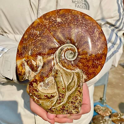 2.88LB Rare Natural Polished Natural Conch Fossil Specimens Of Madagascar • $4.25