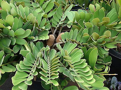 Zamia Furfuracea CARDBOARD CYCAD Seeds! • $4.99