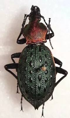 Coptolabrus Lafoossei Buchi Wuyi Shan Xujian China #16W Beetle Scaphinotus • $20