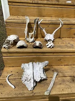 Large Lot Animal Bones Turtle Shells Nature Science Antlers Vertebrae Oddities  • $29.99