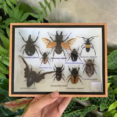 Real Insect Beetle Bug Collectibles Rare Vintage Fly Taxidermy Study Weird Art • $98.99