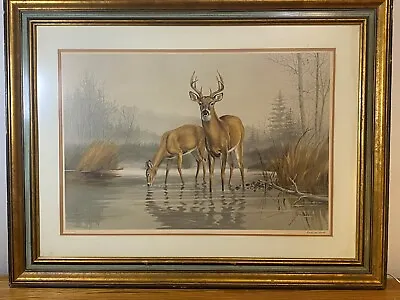 Artist Maynard Reece Whitetail Deer Print • $150