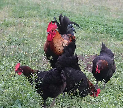 Black Copper Marans Hatching Eggs - PLEASE MAKE OFFER • $80