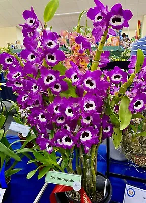 $12 • Buy Beautiful Softcane Orchid Dendrobium Star Sapphire