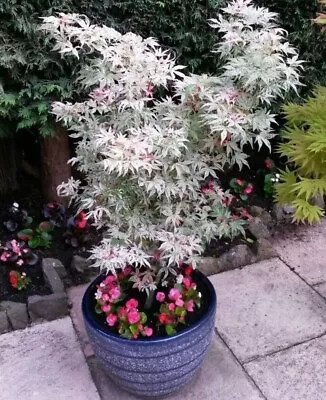 10 Seeds White Japanese Maple Tree Seeds • $12.90