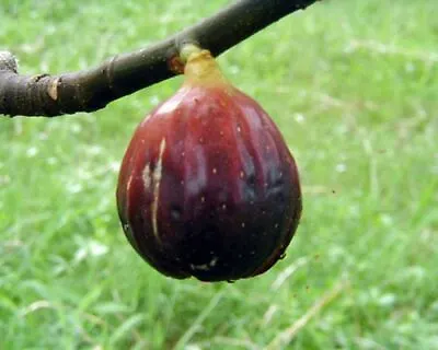 Fig Tree - 'Magnolia' - Fruiting Fig Tree - Ficus Carica • $9.99