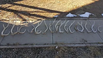 HUGE LOT AXIS DEER SHEDS Whitetail Deer Mule Antelope Antlers Taxidermy Elk • $289