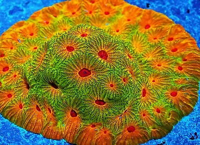 Fascination Favia 1 Inch Frag Zoanthids Paly Zoa SPS LPS Corals • $29.99
