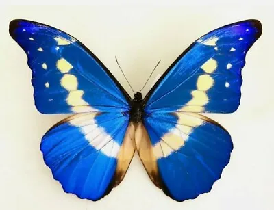 Lot Of 2 Morpho Helena Male A- Good Condition Unmounted Wings Closed Peru. • $95
