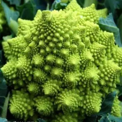 Broccoli - Romanesco - 100 Heirloom Seeds • $2.95