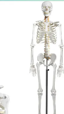 Medical Skeleton Model Life Size Human Skeleton Model With Stand • $152.99