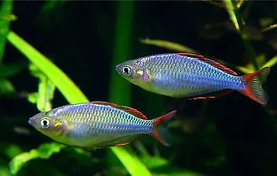 5 X Neon Dwarf Rainbowfish (Melanotaenia Praecox) • £17.50