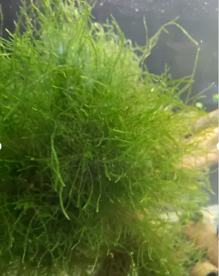 $7 • Buy Java Moss 10x10cm Live Aquarium Plants For Fish Tank/ Pond/shrimp Tank NO Snails