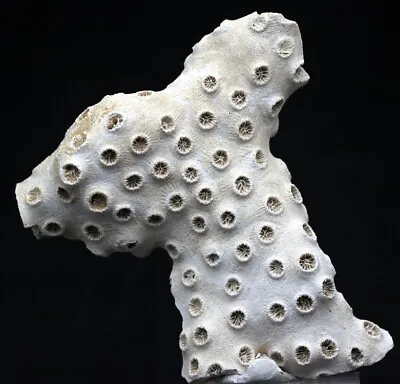 AMAZING ANCIENT Fossil Coral Reef Sea Life Mineral Specimen MIOCENE MARYLAND • $17.59