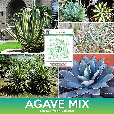 Agave Succulent Mix Seeds Combined Shipping On 500+ Seed Varieties!  • $2.99