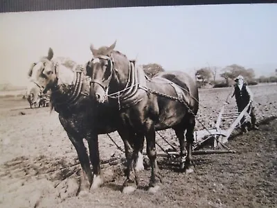 £7.99 • Buy Postcard Of Horses & Plough Team In Field (Unposted)