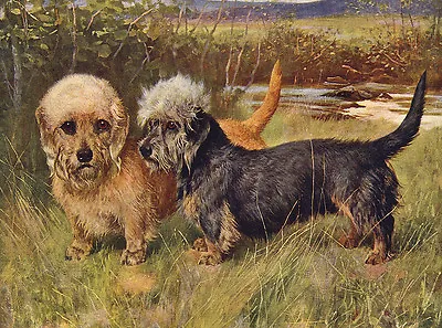 £2.50 • Buy Dandie Dinmont Terrier Charming Dog Greetings Note Card 2 Dogs In Rural Setting
