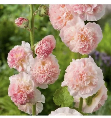 35 X Mallow - Hollyhock Alcaea Double “ APPLE BLOSSOM “ Seeds • £1.75