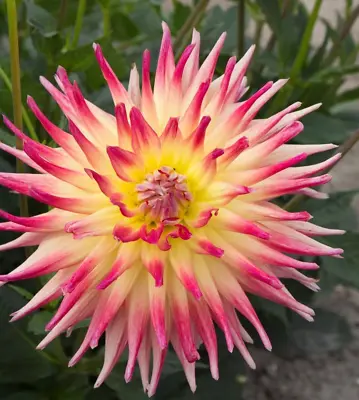 DAHLIA Electric Flash - CACTUS FLOWERING - Garden Plant Bulb TUBER • £7.95