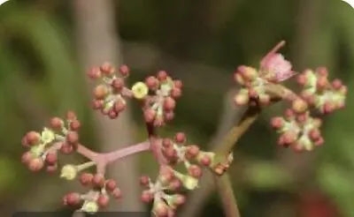 Cissus Elongata Ornamental Fruit Vine 10 Seeds • $7