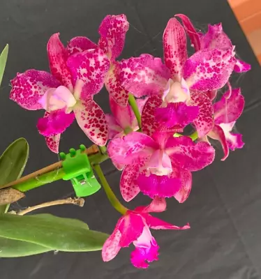 RON Cattleya Orchid Special Quality Div C. CRB'S Nice Spots 'Rosella #3' (B823) • $50