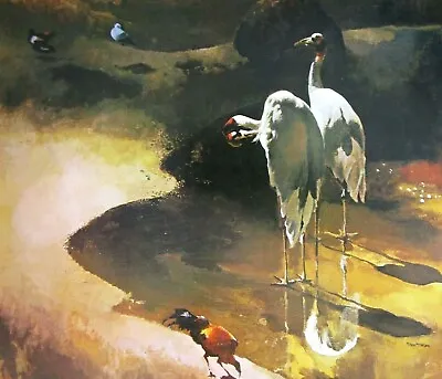 Vintage Art Print San Diego Zoo Peter McIntyre Crane Rooster Egret Habitat Birds • $20.69