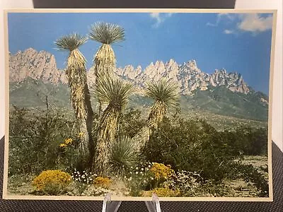 Postcard Organ Mountains New Mexico B11 • $4