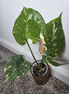 Monstera Thai Constellation Variegated Small Cutting Rooted • $9.99