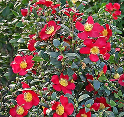 T&M Camellia Yuletide Hardy Shrub Gift Wrapped Christmas 1x 3 Litre Potted Plant • £61.99