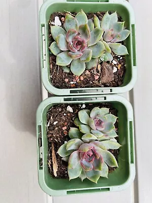 Echeveria Super Black Rose Korean Succulent 60 Mm Pot • $14